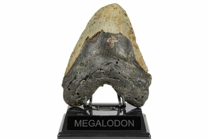 Bargain, Fossil Megalodon Tooth - Feeding Worn Tip #188215